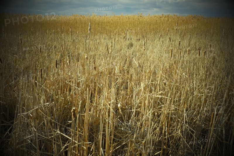 Field of Marsh Grass