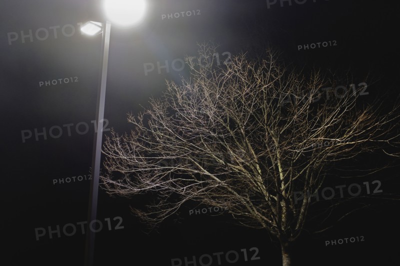 Bare Tree and Street Light at Night