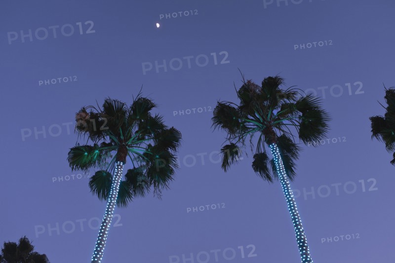 Low Angle View of Illuminated Palm Trees