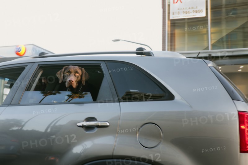Dog looking out Window from Backseat of Car