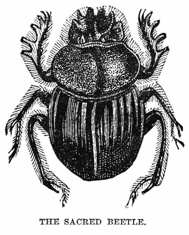 The Sacred Beetle