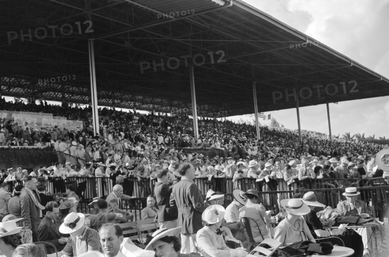 Crowd at Horse Race