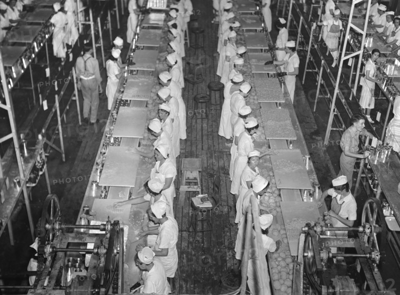 High Angle View of Migrant Workers at Grapefruit Canning Plant