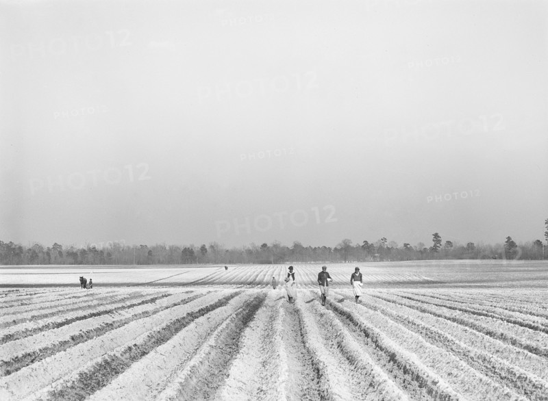 Agricultural workers planting corn on large farm near Moncks Corner