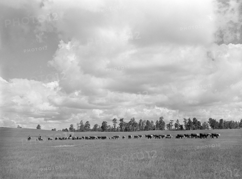 Driving cattle
