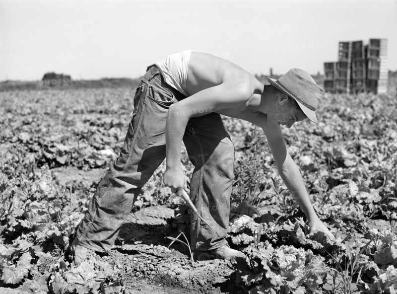 Teen boy cutting lettuce in field, Canyon County, Idaho, USA, Russell Lee, U.S. Farm Security Administration, June 1941