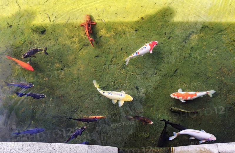 High angle view of large Japanese Koi swimming in pond, Huntington Gardens, Pasadena, California, USA