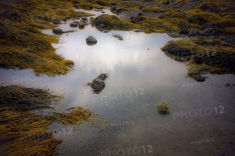 Tidal pool with exposed rocks and seaweed, Castine, Maine, USA