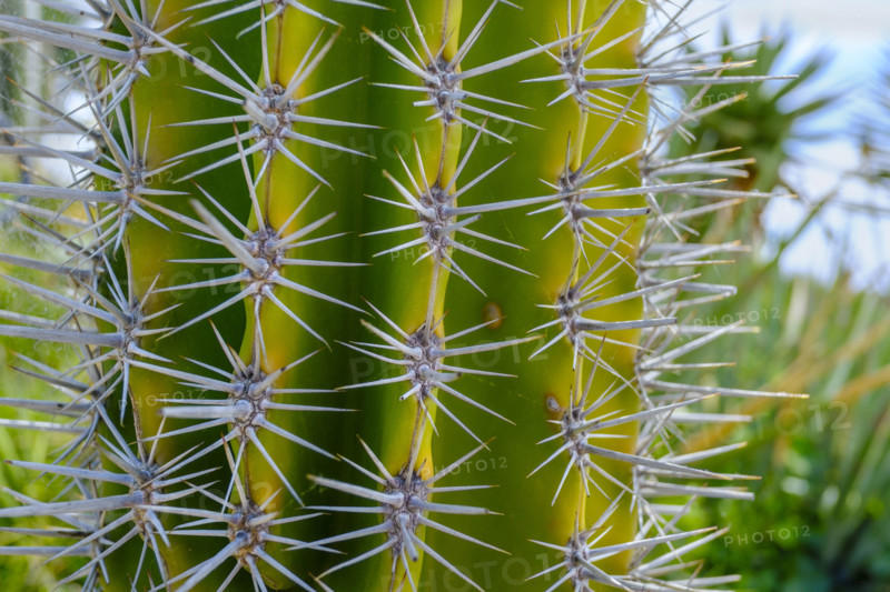 Saguaro cactus needles