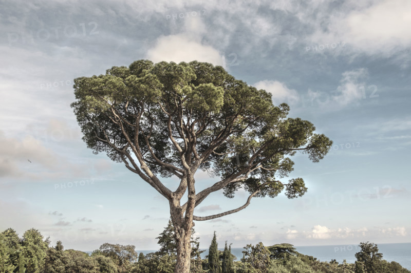 Large tree on Mediterranean coast, Castle Hill Park, Nice, France
