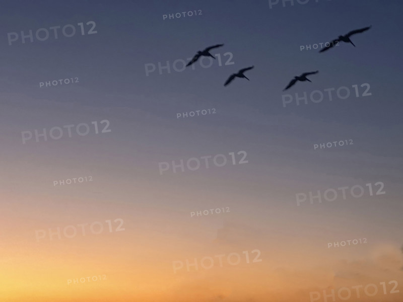Pelicans in flight at sunrise