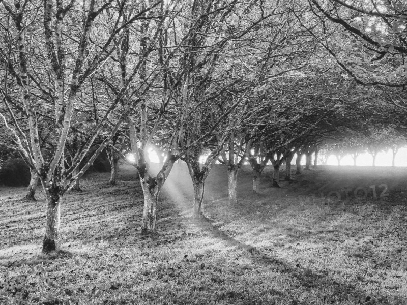 Morning sunlight streaming through walnut grove
