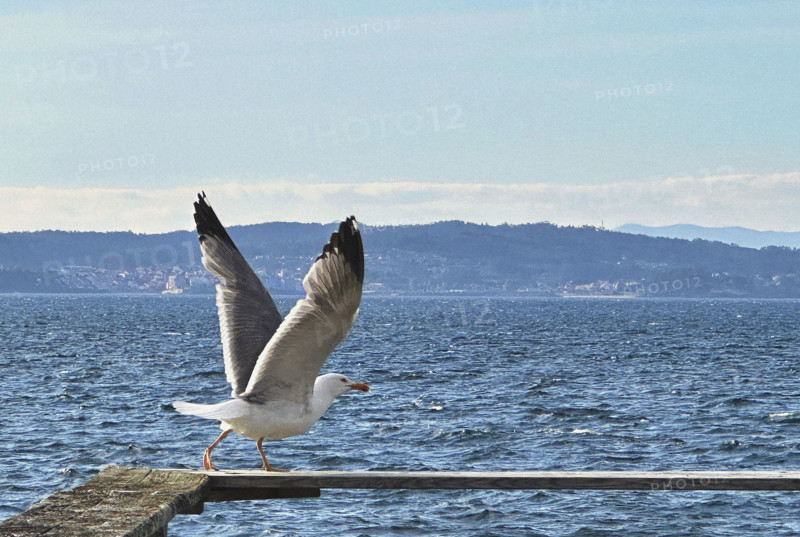 Seagull with wings spread before taking off