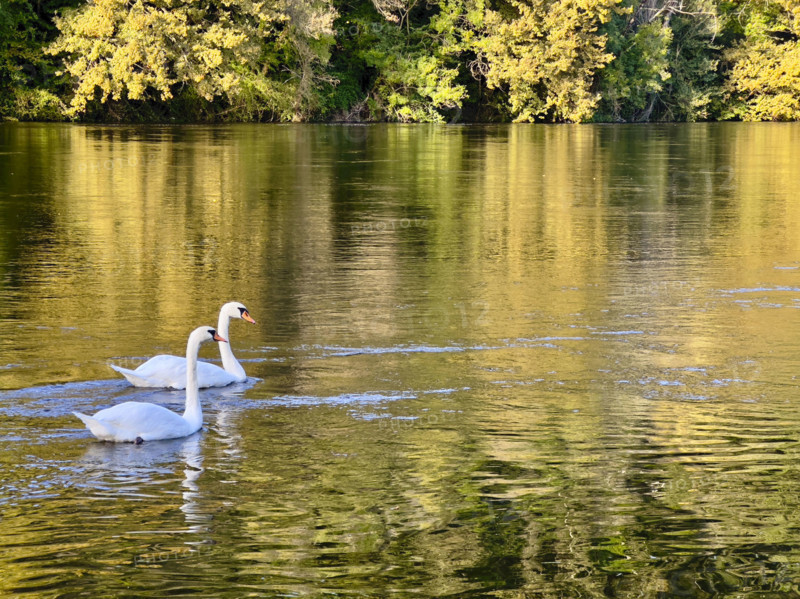 Two geese floating on river