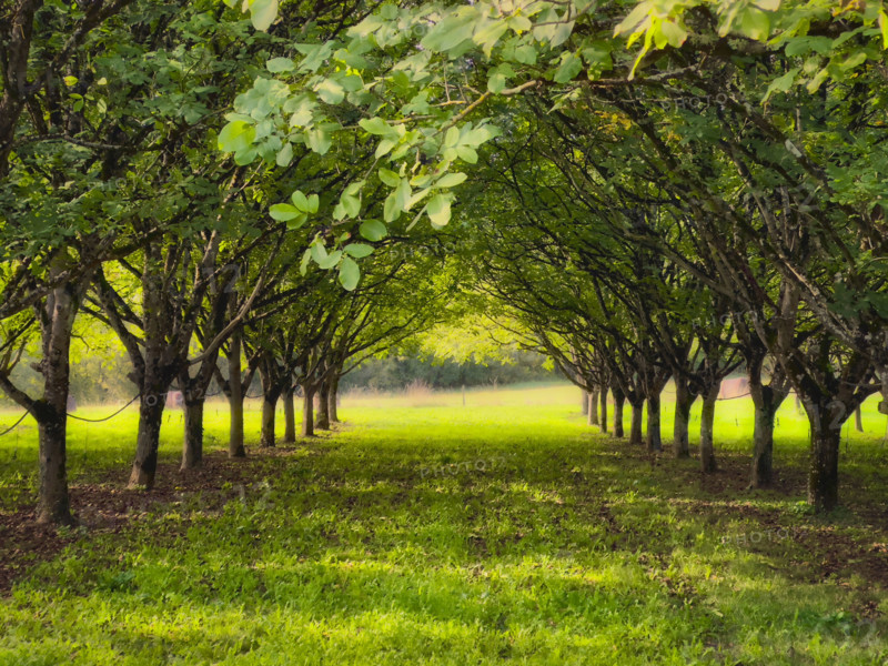 Walnut grove, Dordogne, France