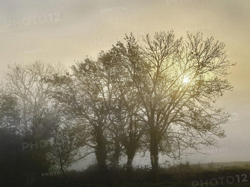 Misty sunrise through trees