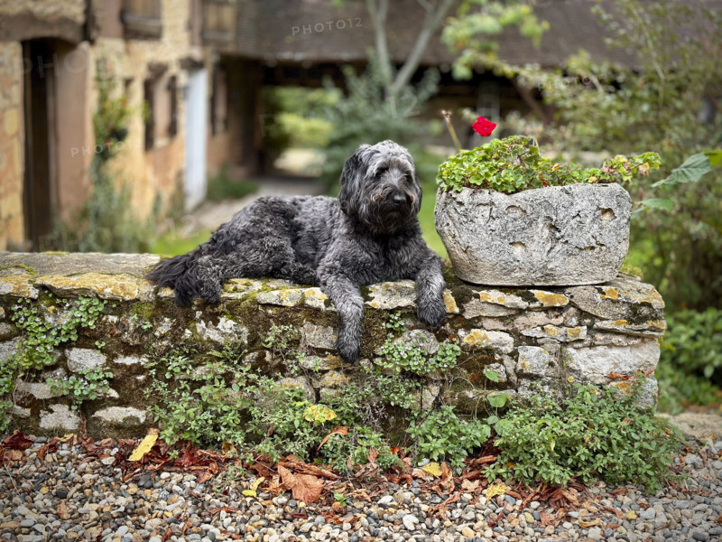 Portrait of dog on rock wall