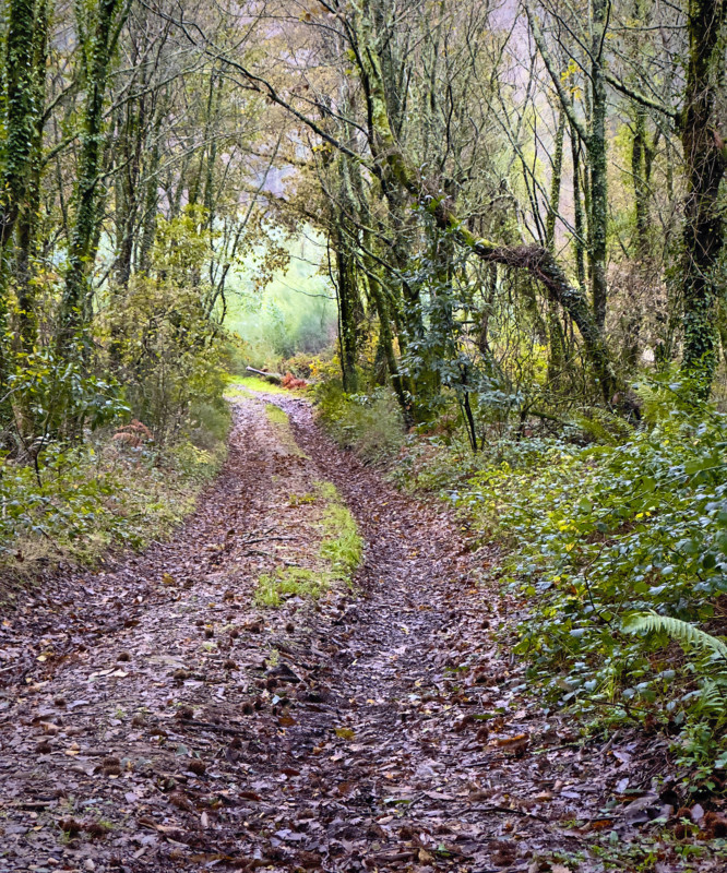 Rural dirt road through wooded landscape, Galicia, Spain