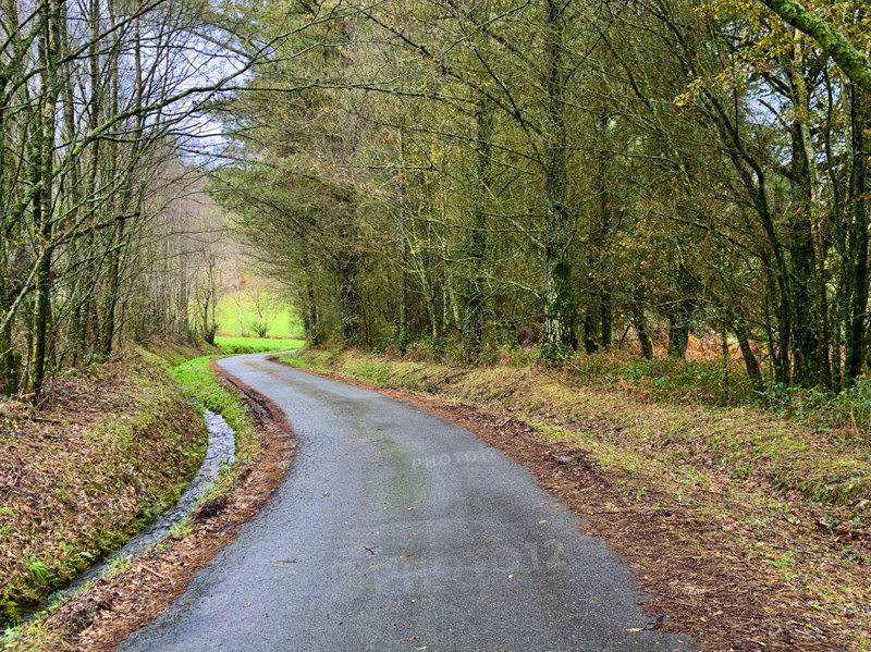Paved road through wooded landscape, Galicia, Spain