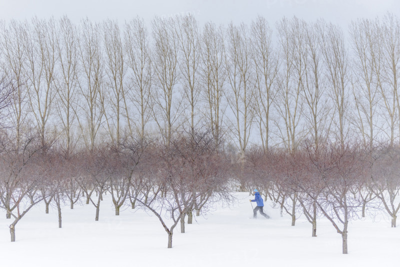 Man snowshoeing in cherry orchard in winter