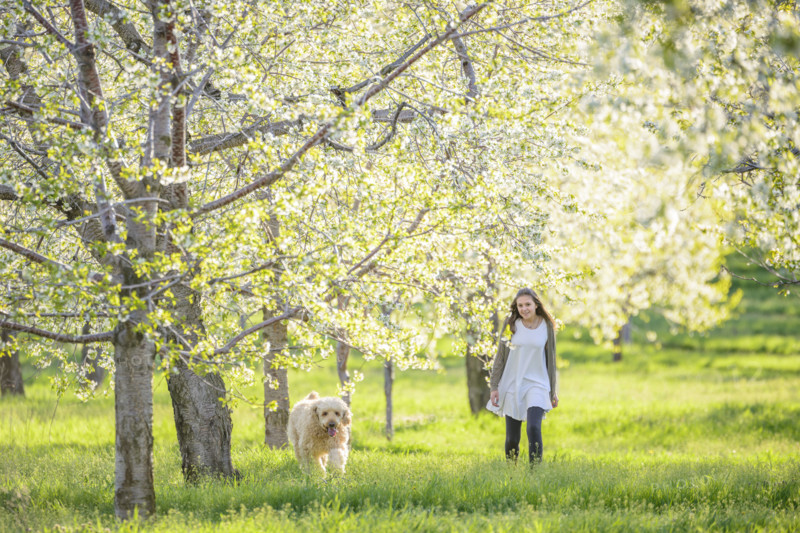 Young adult woman walking with her dog through blossoming cherry orchard