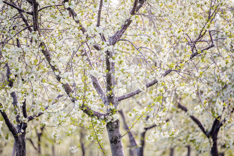 White cherry blossoms