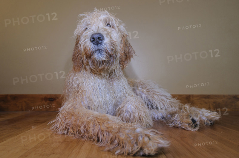 Full-length portrait of Goldendoodle dog