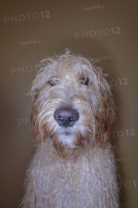 Portrait of Goldendoodle dog