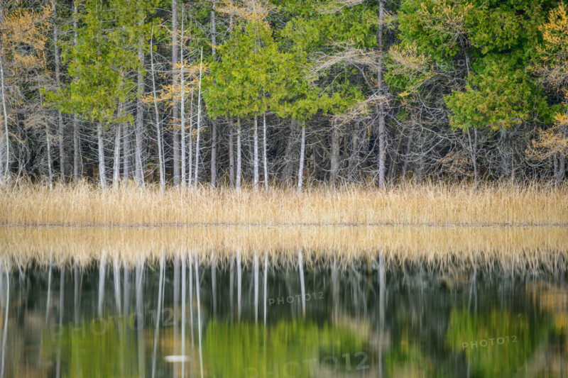 Row of cedar treea along lake reflected in water