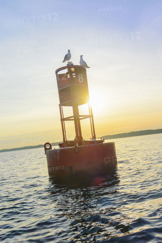 Red 8 buoy with two seagulls at sunset