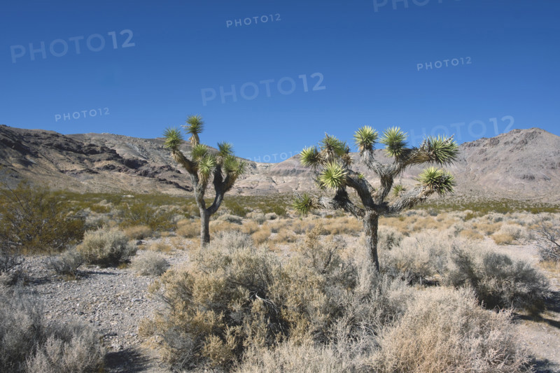 Two Joshua trees in desert valley