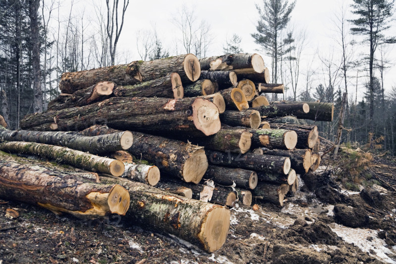 Stacked timber in forest