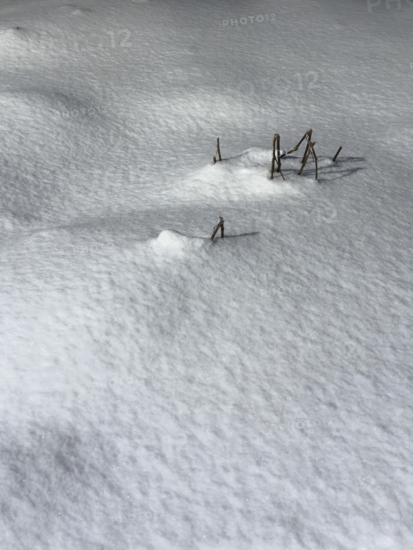 twigs poking through snow