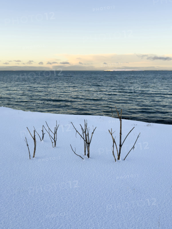 Sprigs of vegetation poking through snow by the ocean