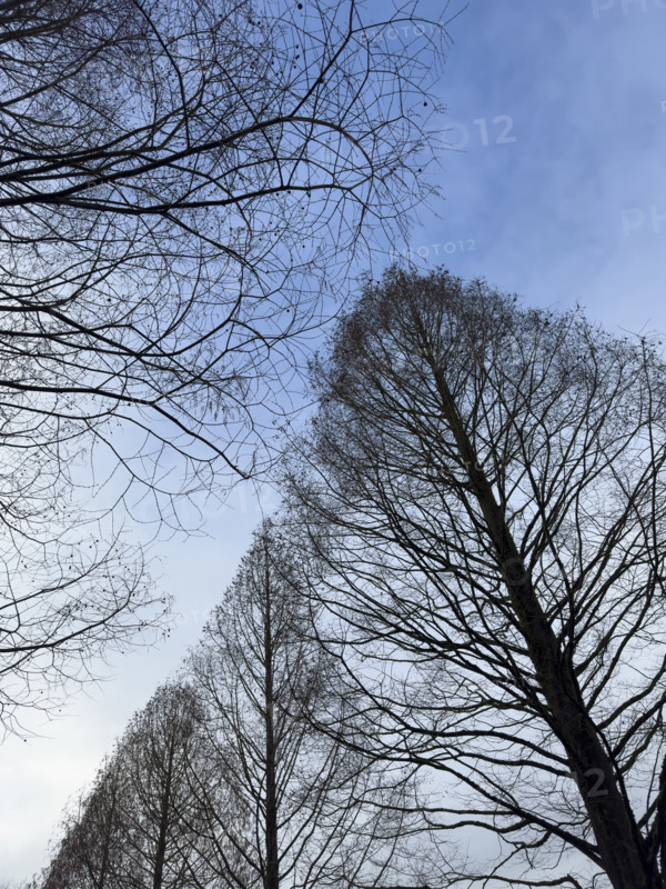 Silhouette of bare trees against blue sky in early spring, low angle view
