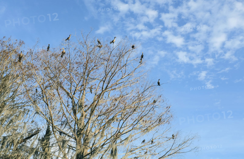 Low angle view of flock of double-breasted Cormorants perched on tree branches against blue sky