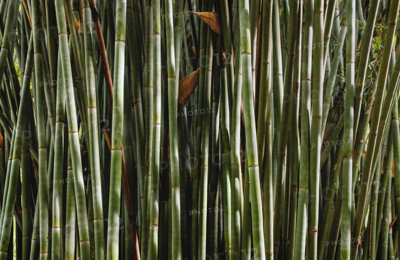 Thicket of bamboo stalks