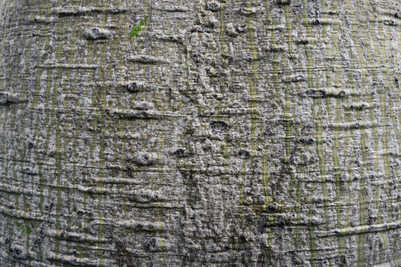 Close up detail of Queensland bottle tree bark