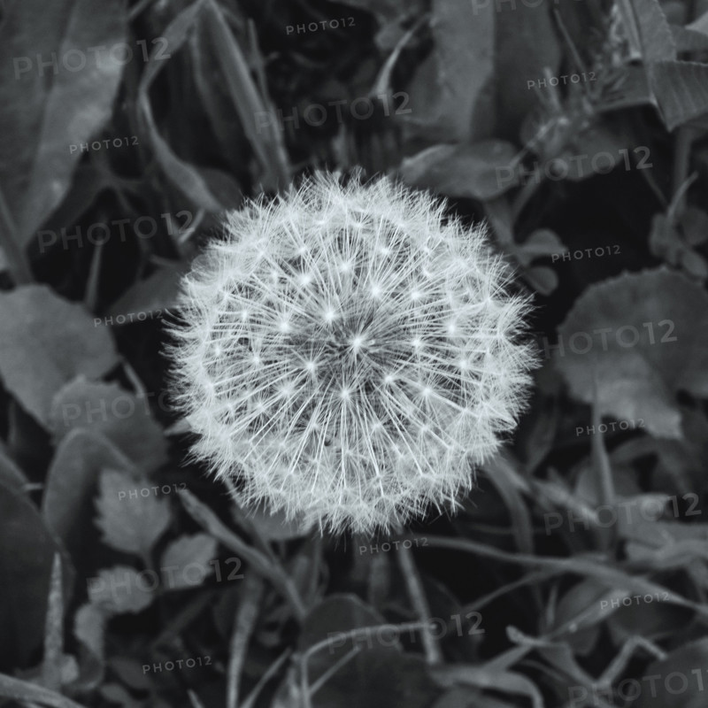 dandelion head with seeds, close up