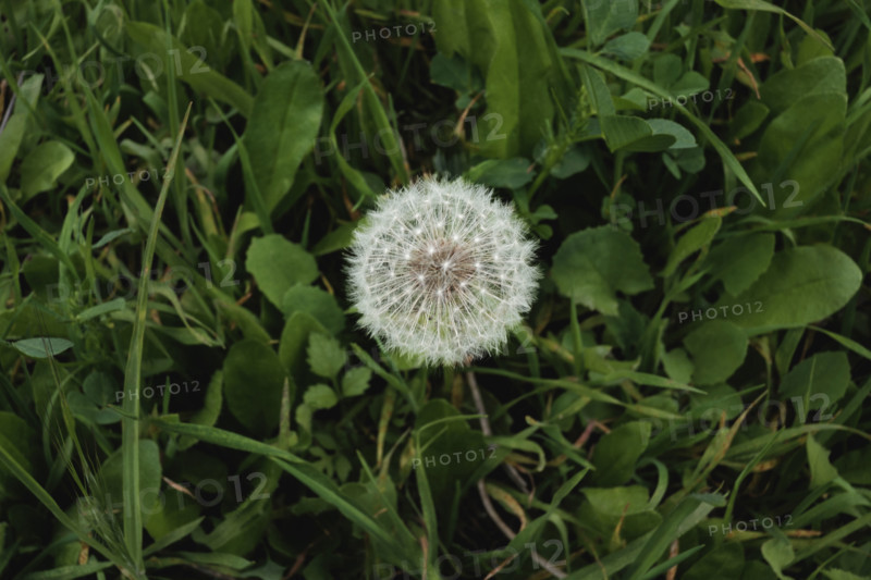 dandelion head with seeds amongst green grass