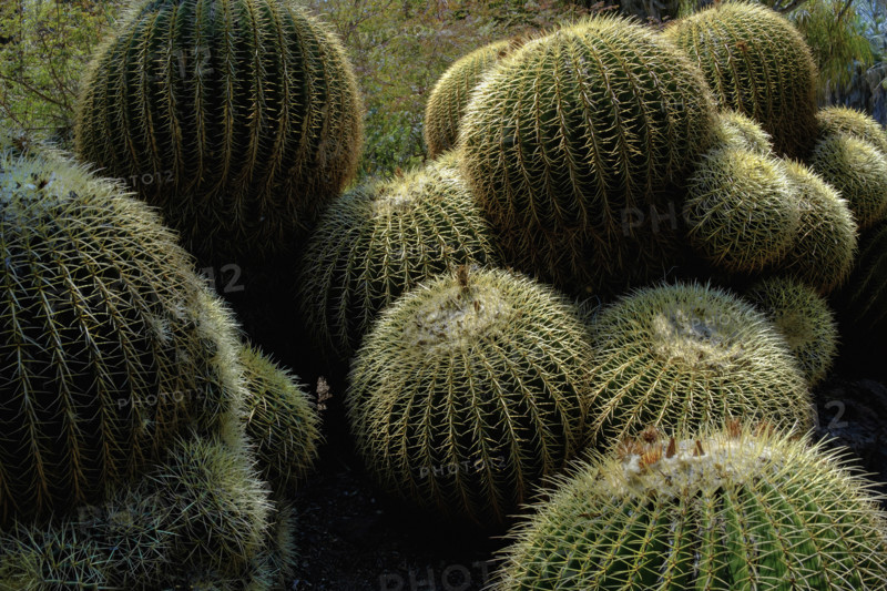 Golden Barrel cactuses