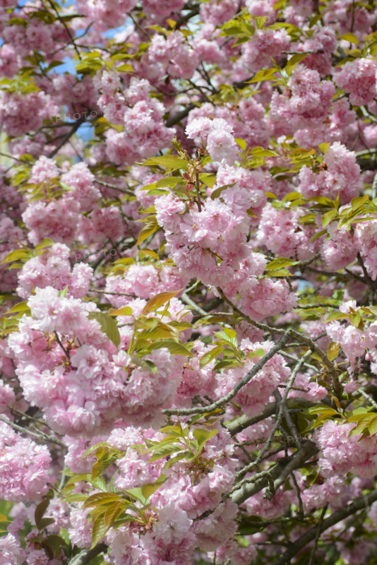 Branches of Sakura cherry blossoms in full bloom