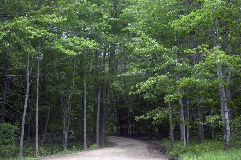 Country road winding through woods