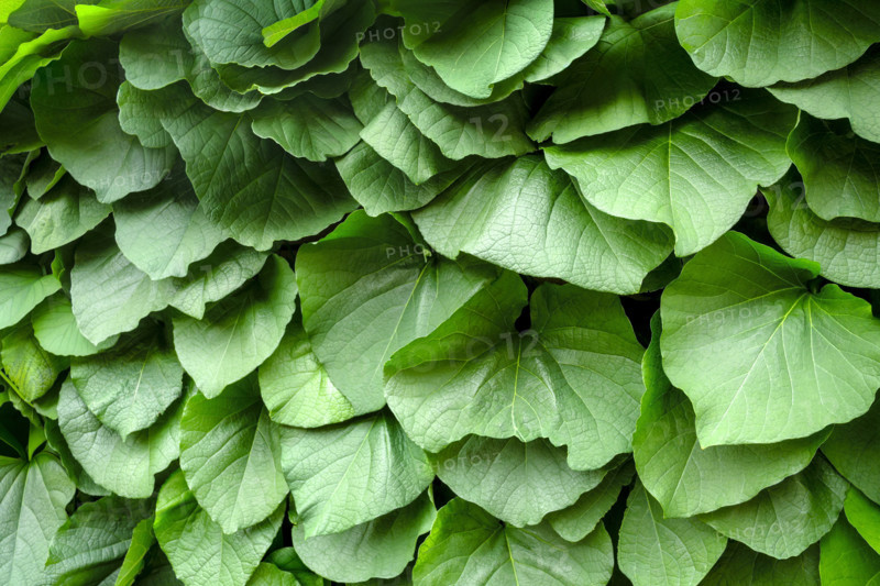 Green leaves on pipevine plant