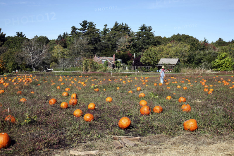 Field of orange pumpkins with farm in background