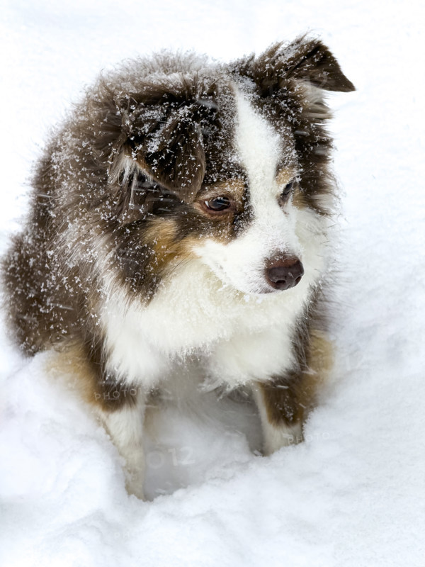 Miniature Australian Shepherd in snow