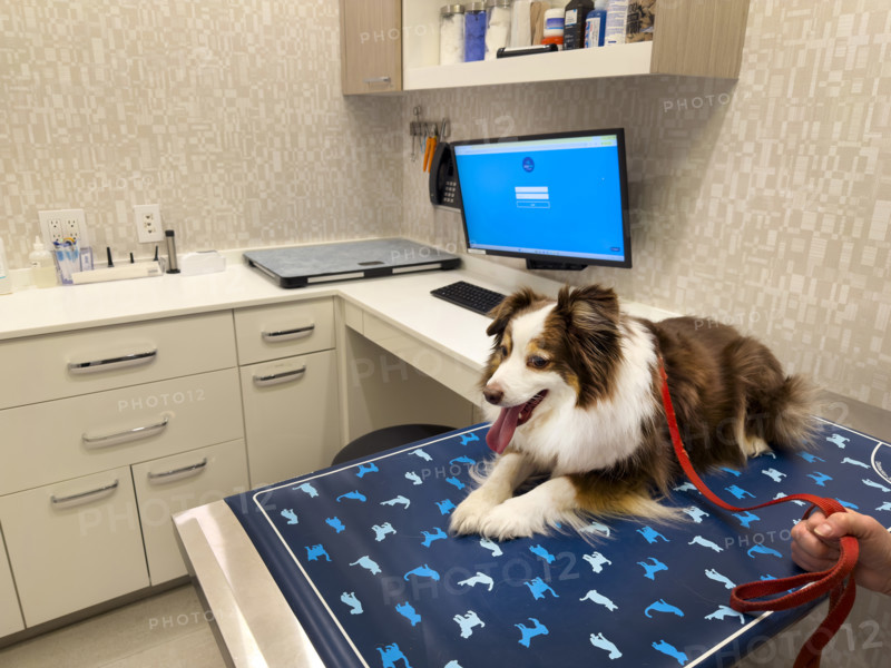 Miniature Australian shepherd in veterinary examination room