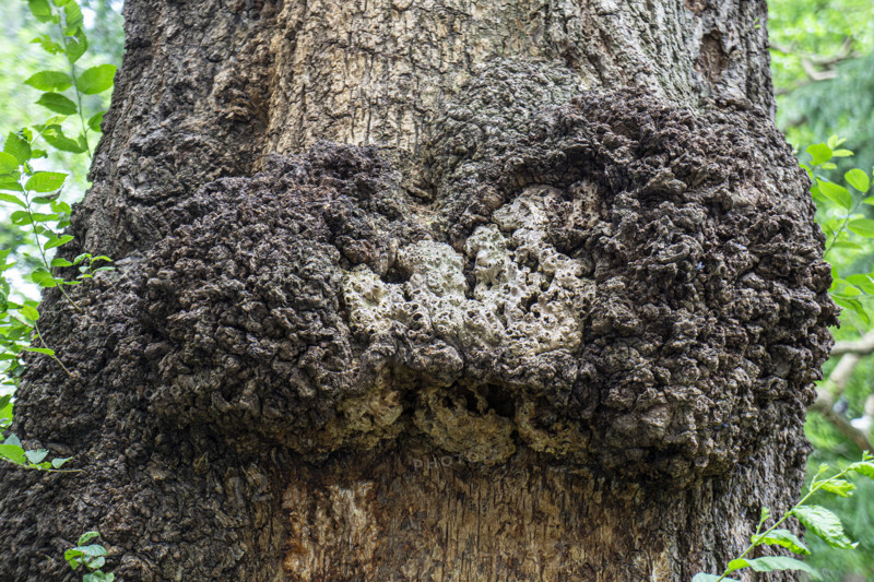 Tree burl, close-up detail, Washington Square Park, Greenwich Village, Manhattan, New York City, New York, USA