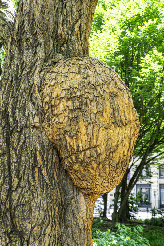 Tree burl, Washington Square Park, Greenwich Village, Manhattan, New York City, New York, USA