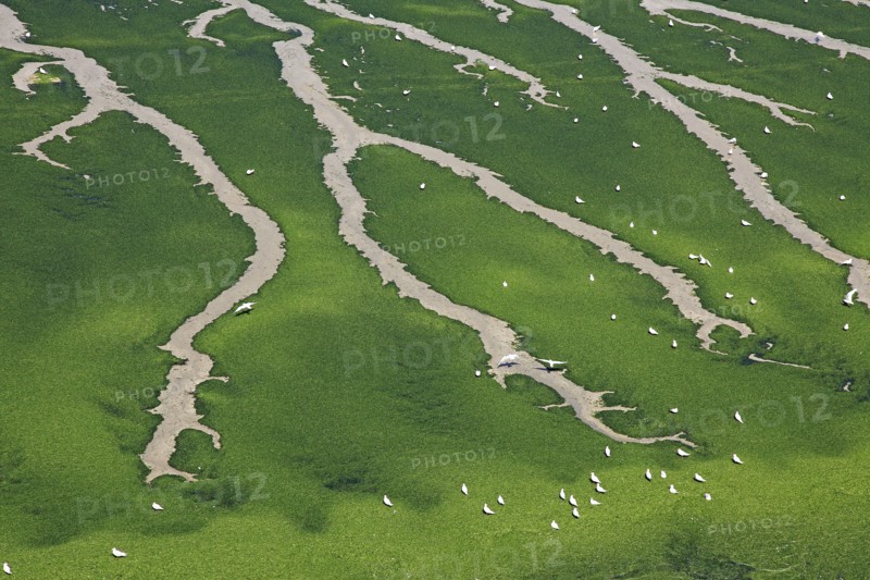 Beach covered with sea lettuce, Finistère